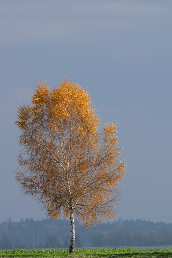 Birke