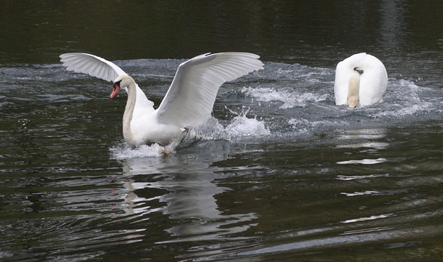 Höckerschwan