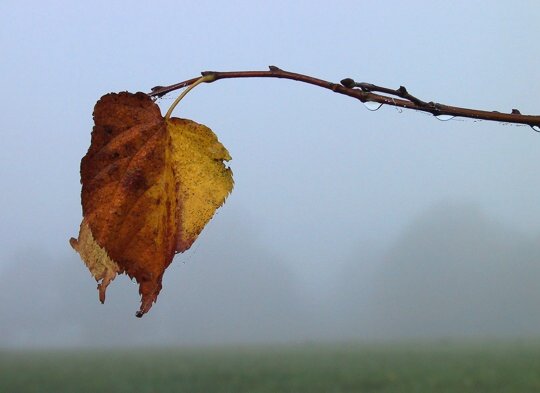 , Tilia spec. (0)