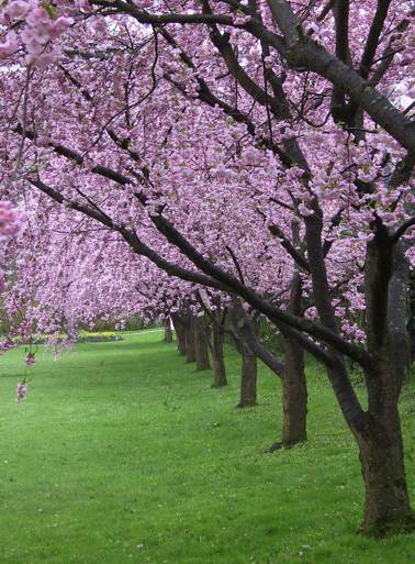, Prunus spec. ()