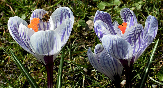 , Crocus spec. (0)