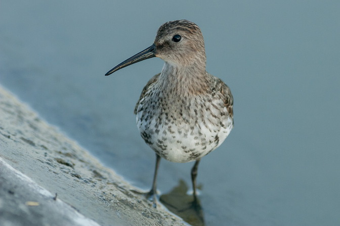 Alpenstrandläufer
