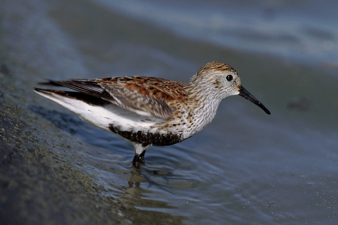 Alpenstrandläufer, Calidris alpina (LINNAEUS, 1758)