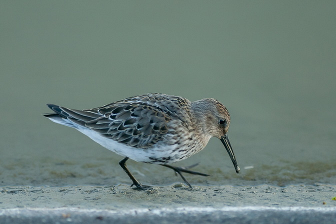 Alpenstrandläufer