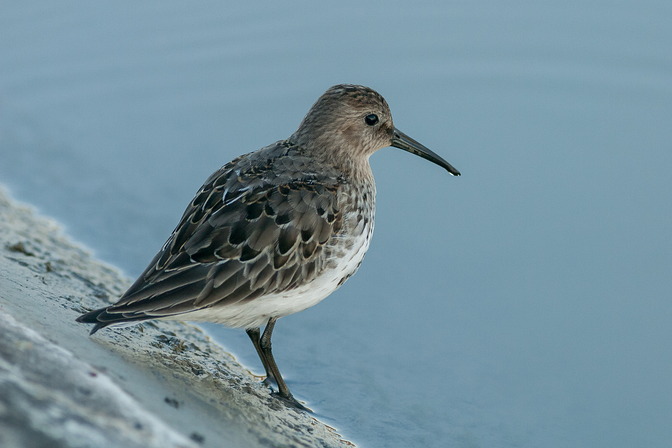 Alpenstrandläufer