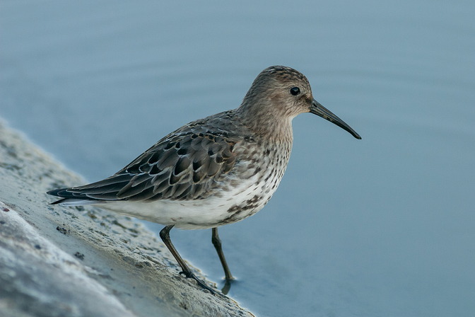 Alpenstrandläufer