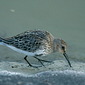 Alpenstrandl&auml;ufer