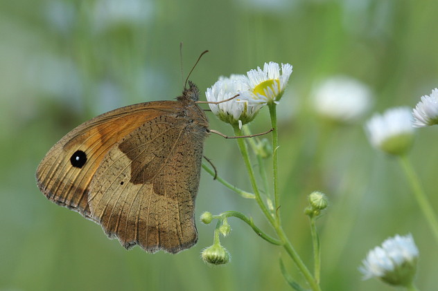 Großes Ochsenauge, Maniola jurtina (LINNAEUS, 1758)