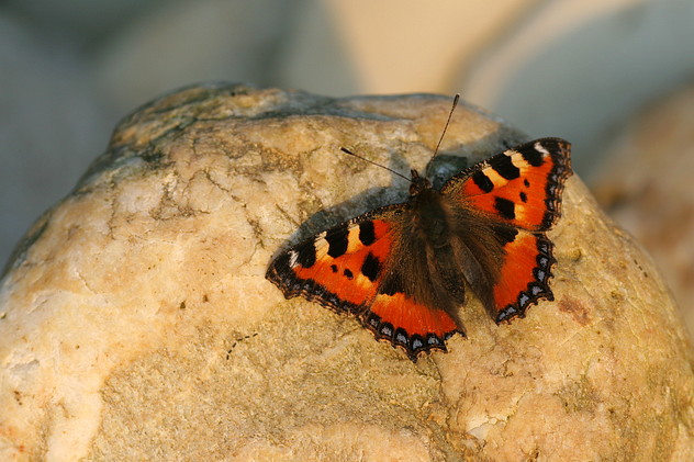 Kleiner Fuchs, Aglais urticae (LINNAEUS, 1758)