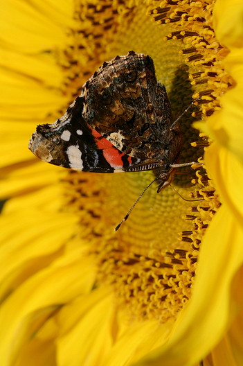 Admiral