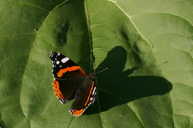 Admiral