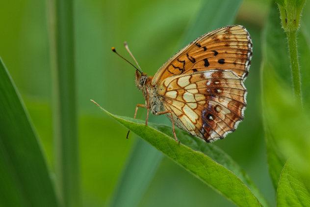 Mädesüß-Perlmutterfalter