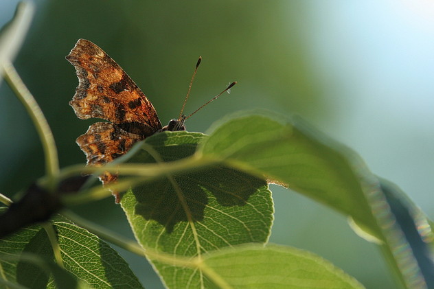 C-Falter, Polygonia c-album (LINNAEUS, 1758)