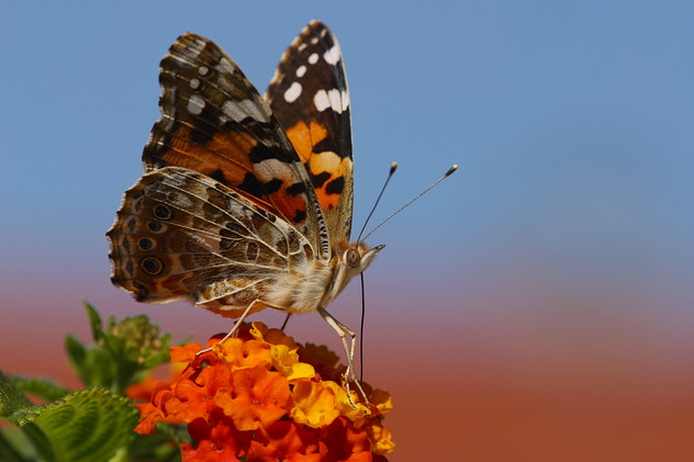 Distelfalter