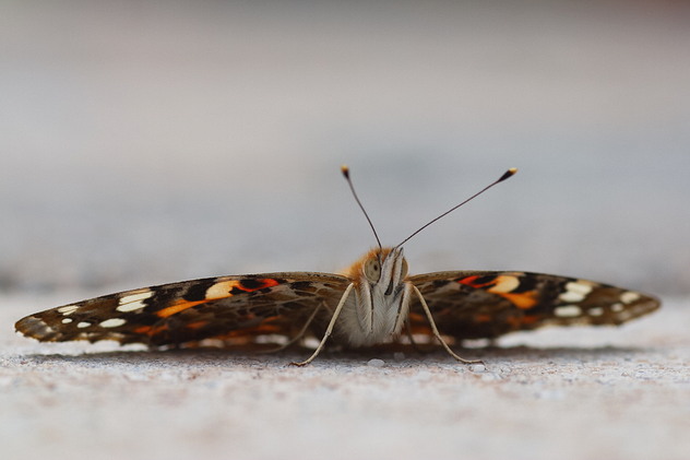 Distelfalter