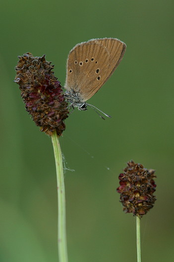 Dunkler Wiesenknopf-Ameisenbläuling