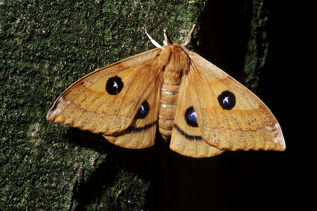 Nagelfleck, Aglia tau (LINNAEUS, 1758)