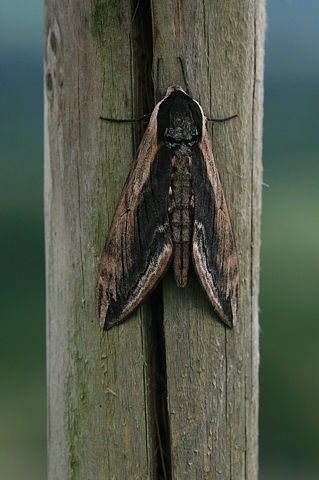 Ligusterschwärmer