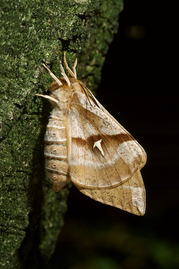 Nagelfleck, Aglia tau (LINNAEUS, 1758)