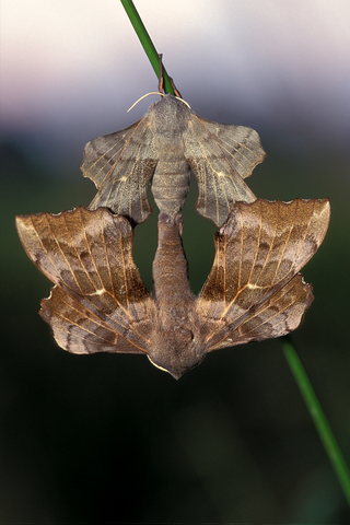 Pappelschwärmer, Laothoe populi (Amorpha populi) (LINNAEUS, 1758)
