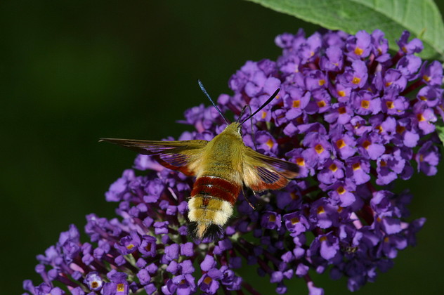 Hummelschwärmer