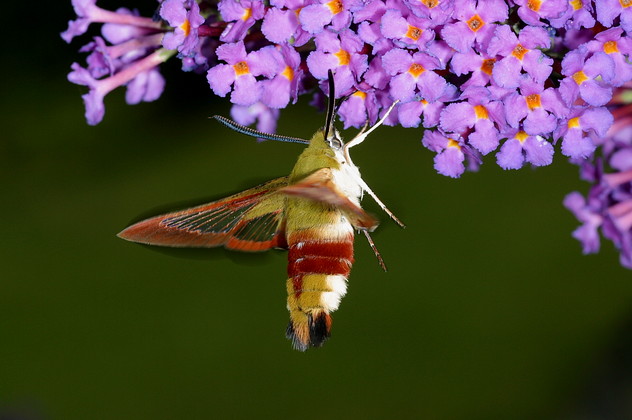 Hummelschwärmer