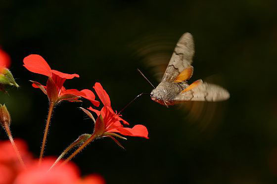Taubenschwänzchen