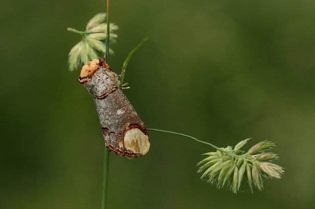 Mondvogel