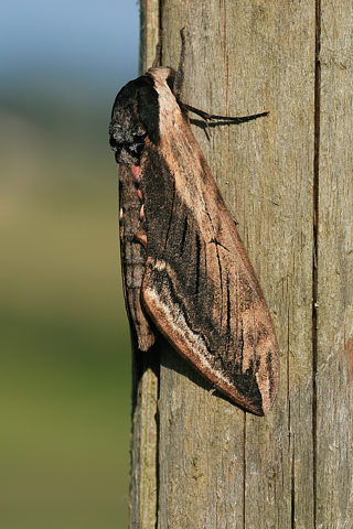 Ligusterschwärmer