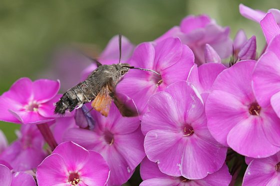 Taubenschwänzchen