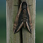 Ligusterschw&auml;rmer