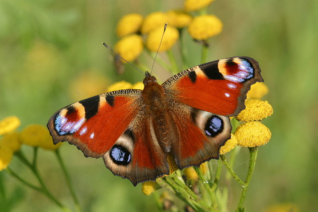 Tagpfauenauge, Inachis io (LINNAEUS, 1758)
