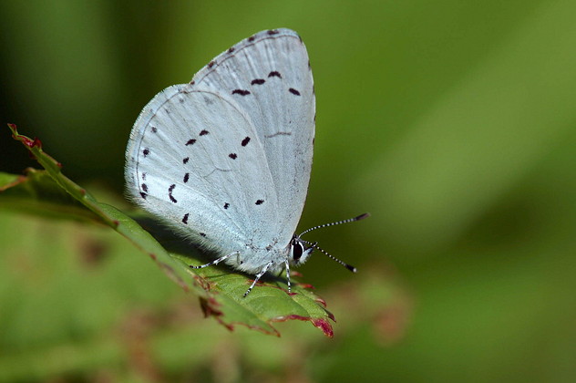 Faulbaumbläuling, Celastrina argiolus (LINNAEUS, 1758)