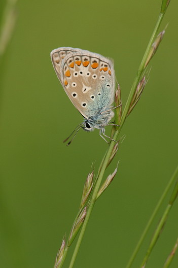 Hauhechelbläuling, Polyommatus icarus (ROTTEMBURG, 1775)