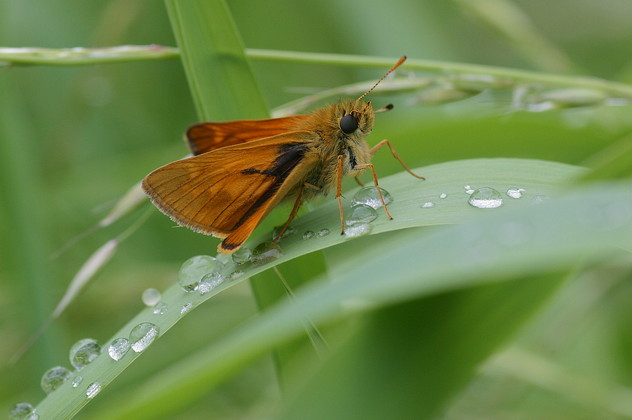 Rostfarbiger Dickkopffalter, Ochlodes sylvanus (venatus) (ESPER, 1777)