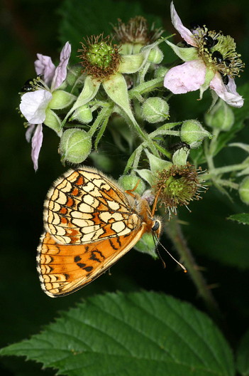 Scheckenfalter