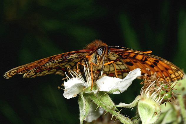 Scheckenfalter, Mellicta spec. (athalia?) (ROTTEMBURG, 1775)