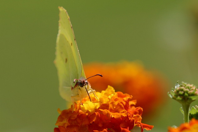 Zitronenfalter, Gonepteryx rhamni (LINNAEUS, 1758)