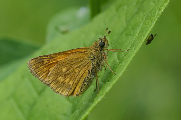 Rostfarbiger Dickkopffalter, Ochlodes sylvanus (venatus) (ESPER, 1777)