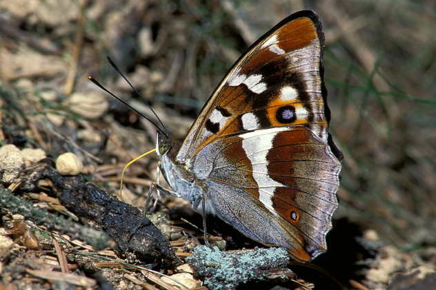 Großer Schillerfalter, Apatura iris (LINNAEUS, 1758)