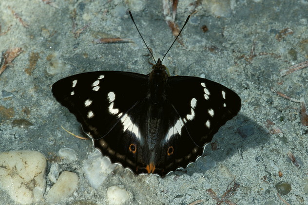 Großer Schillerfalter, Apatura iris (LINNAEUS, 1758)