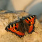Kleiner Fuchs