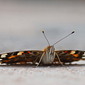 Distelfalter