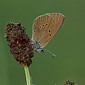 Dunkler Wiesenknopf-Ameisenbl&auml;uling
