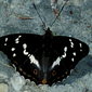 Gro&szlig;er Schillerfalter
