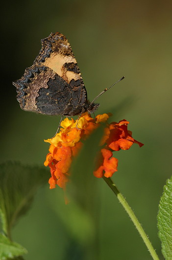 Kleiner Fuchs