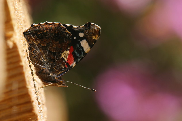 Admiral