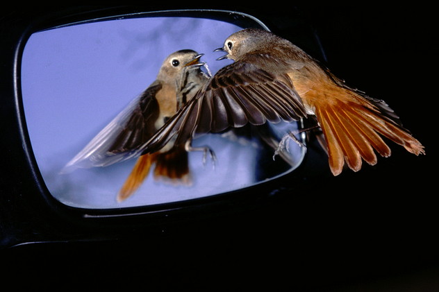 Gartenrotschwanz, Phoenicurus phoenicurus (LINNAEUS, 1758)