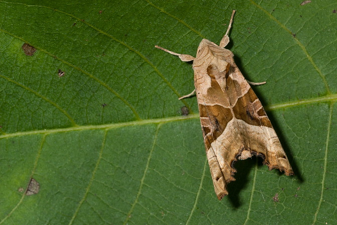 Achateule