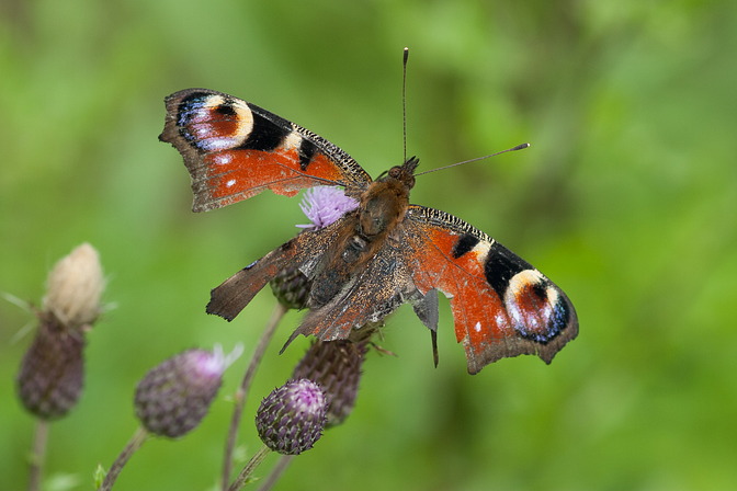 Tagpfauenauge, Inachis io (LINNAEUS, 1758)